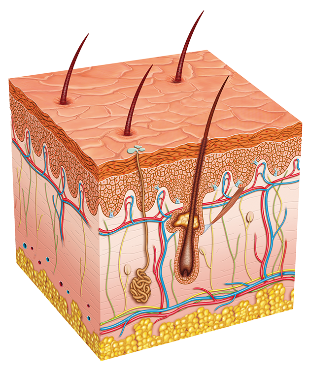 1B Integumentary – HumanBio