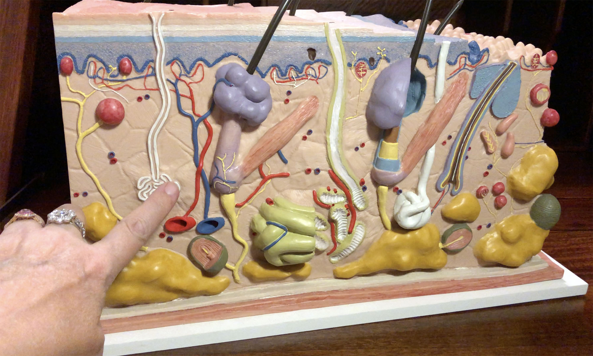 Three-dimensional models of microanatomy make learning about the human body even more fun.