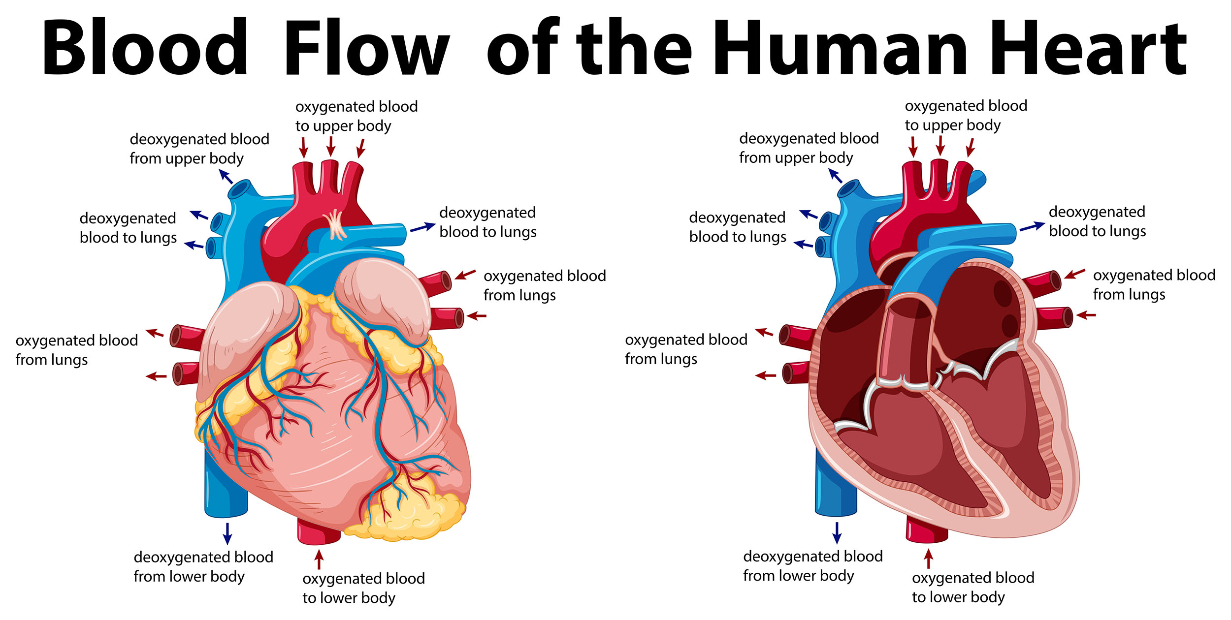 3a1 Heart Humanbio