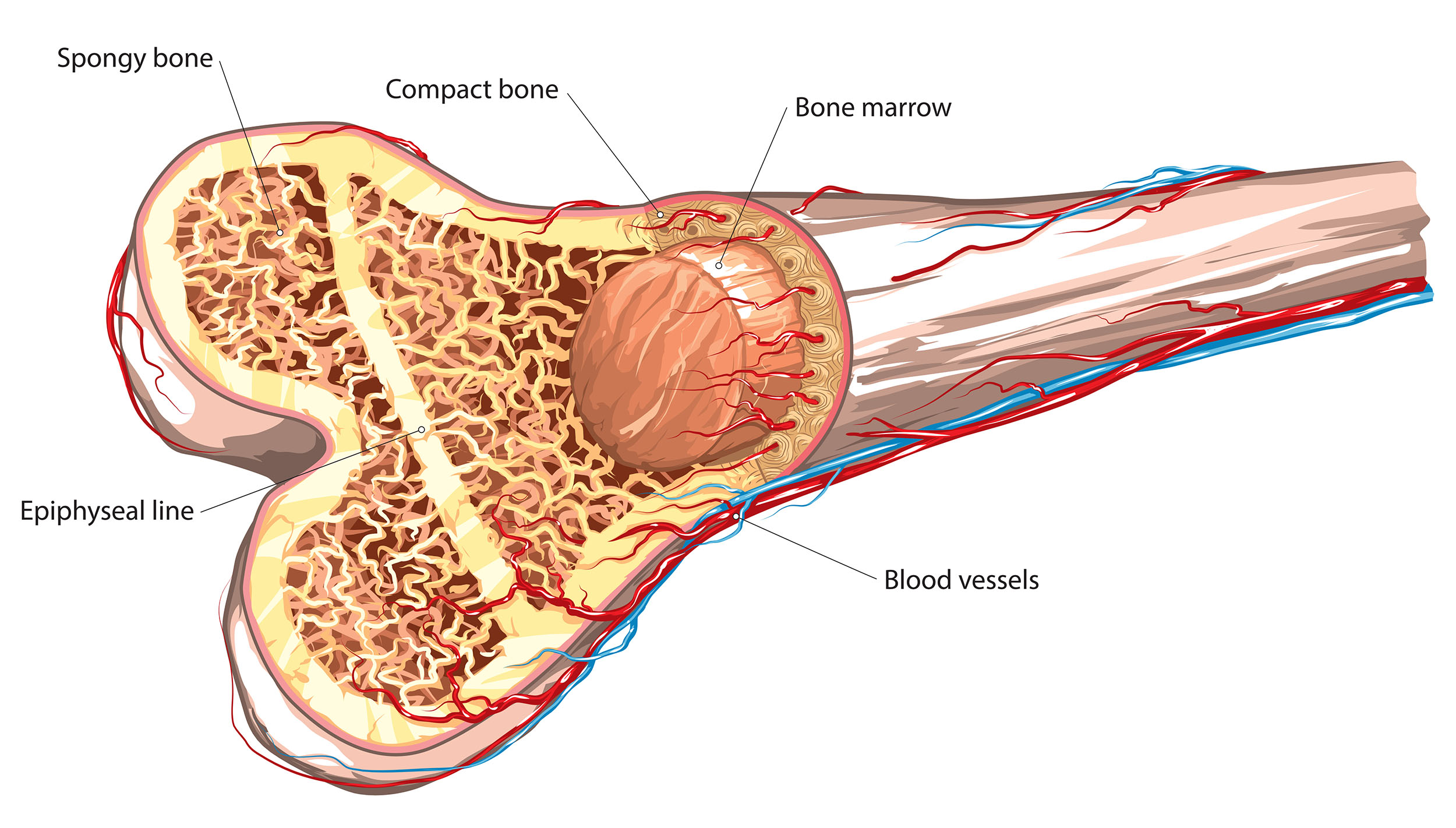 2a1 Skeletal System