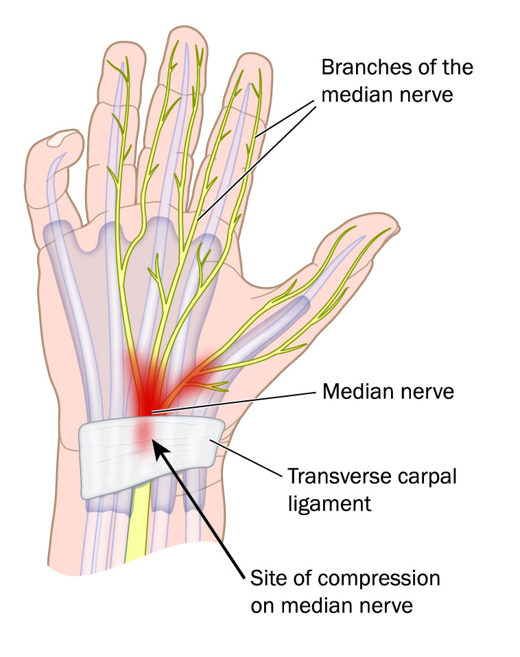 2a2 Muscular System