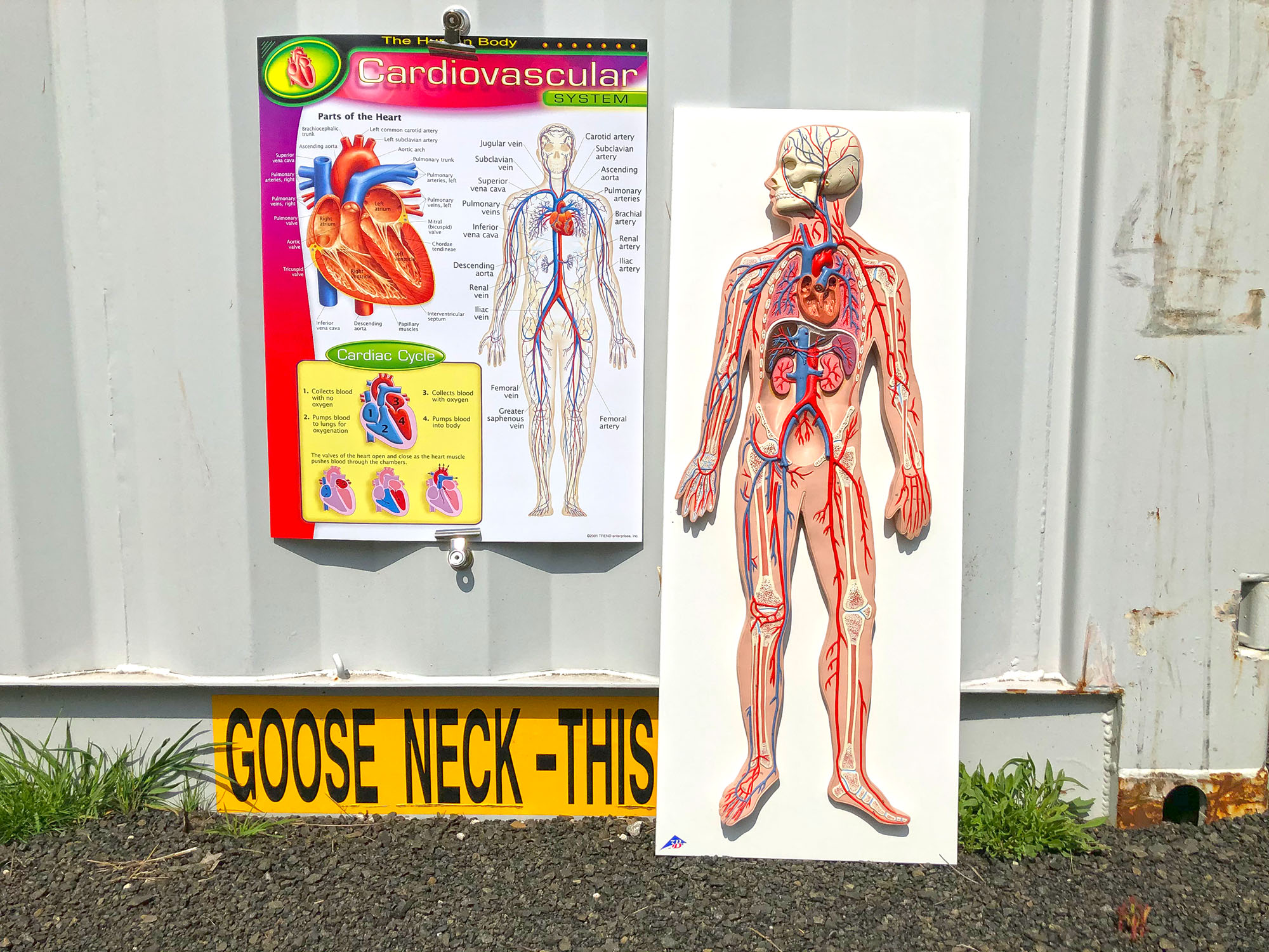 2a3 Cardiovascular System