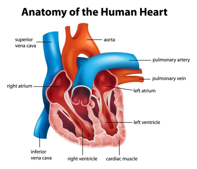 2a3 Cardiovascular System