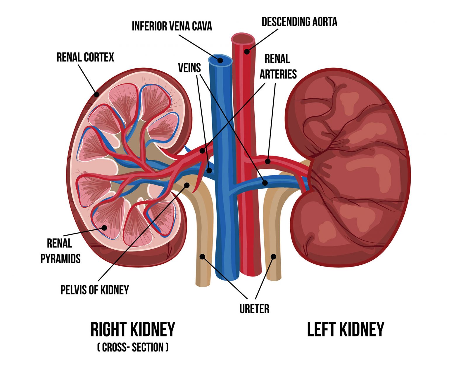 Body Parts Kidney At Janice Grider Blog