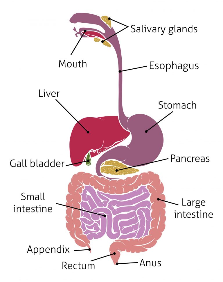 4a3 Lower GIT HumanBio