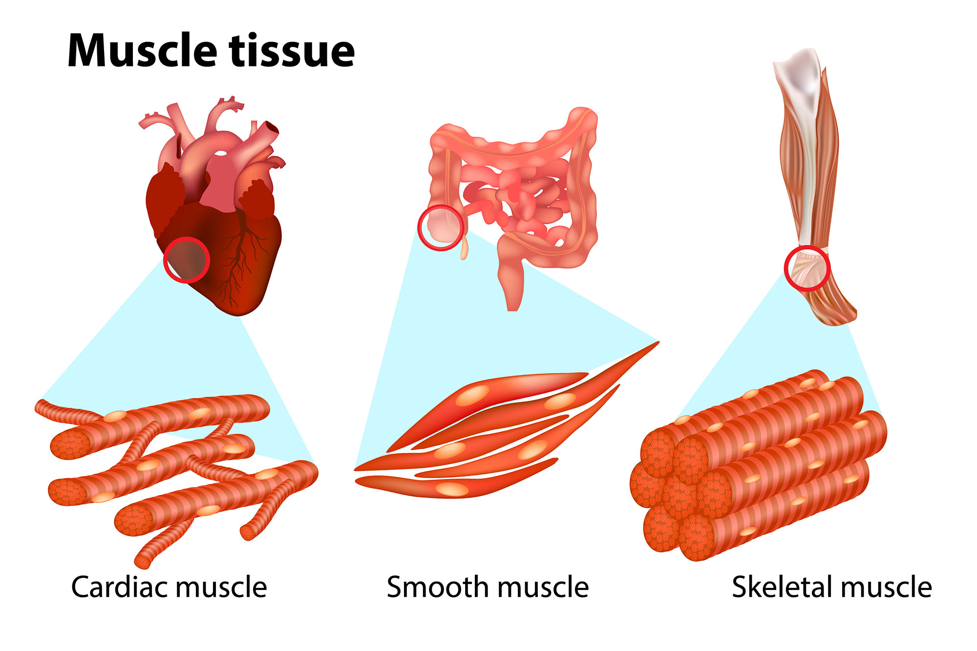 characteristics of muscle tissue types