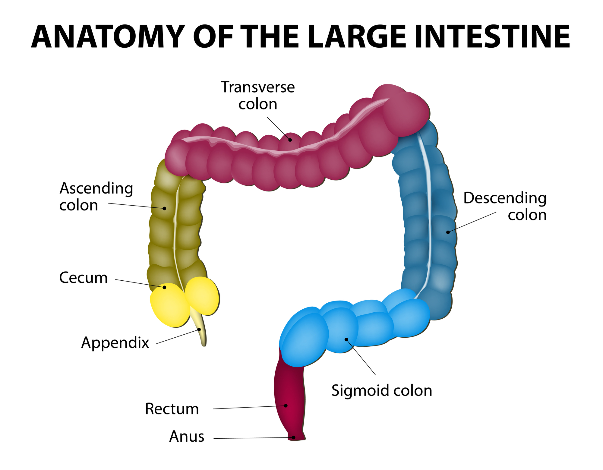 3a1 Digestive System