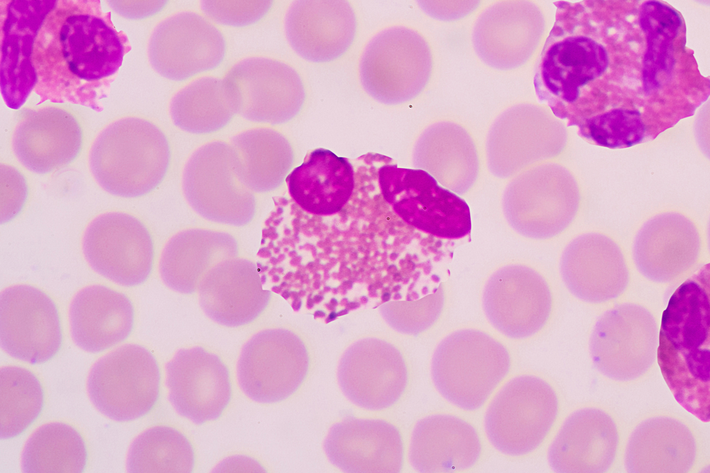 A type of granulocyte with pink-staining vesicles.  The chemicals in these vesicles can destroy parasites like tiny worms.