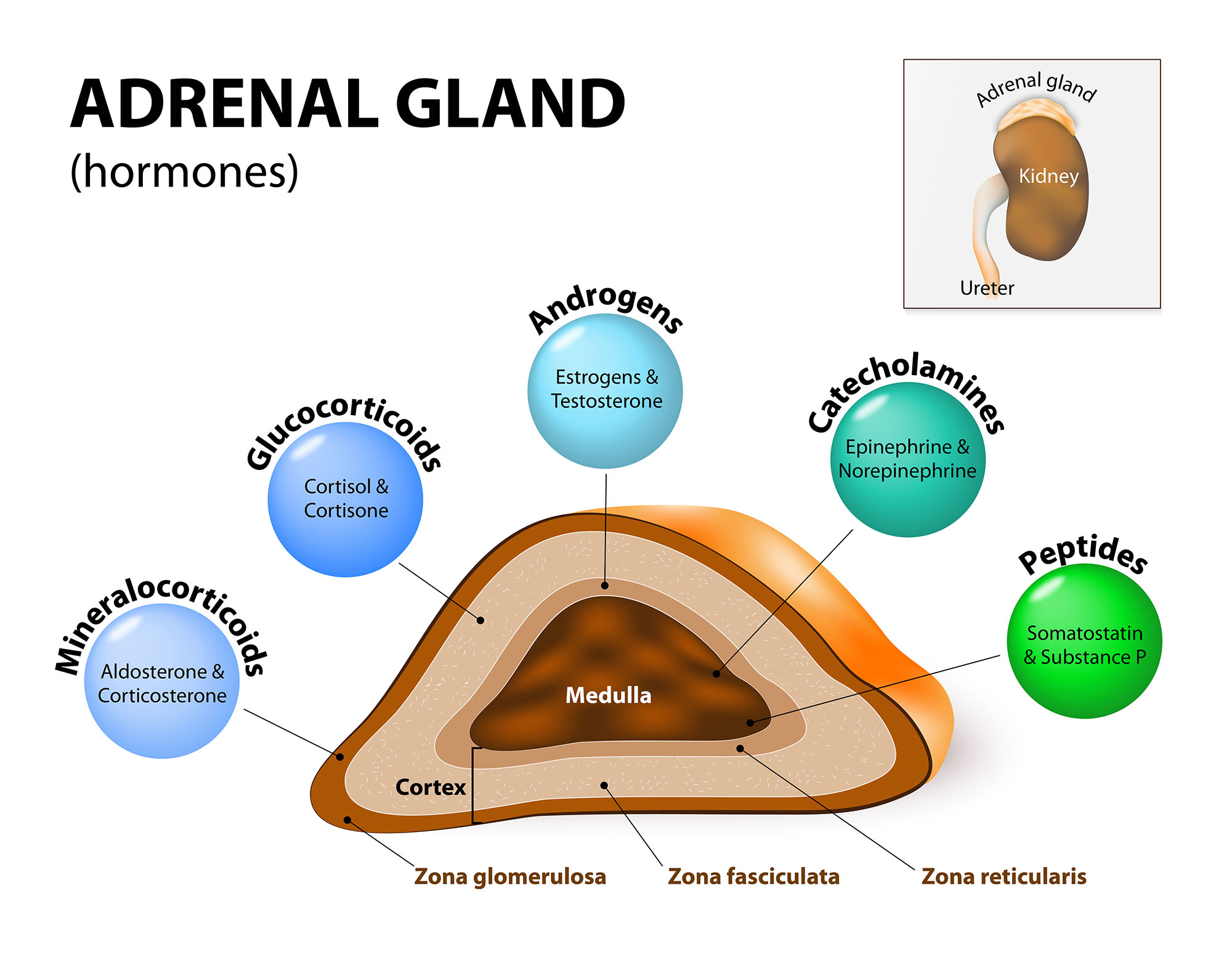 the central core of the adrenal glands secrete the stress hormone