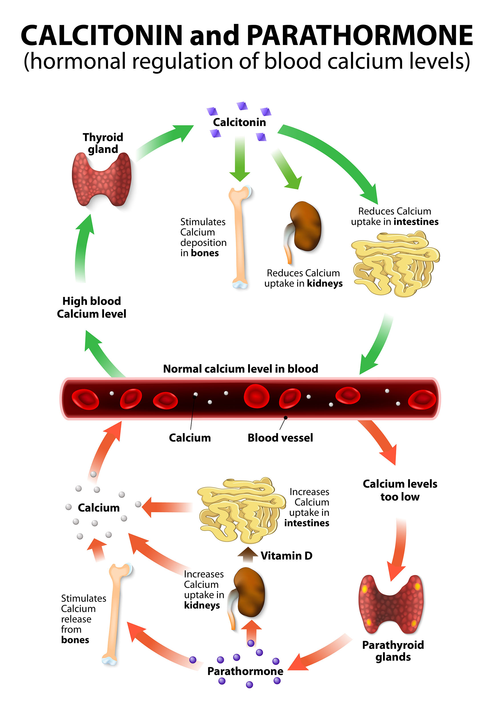 Vitamin D Role In Calcium Metabolism At Toni McCarthy Blog