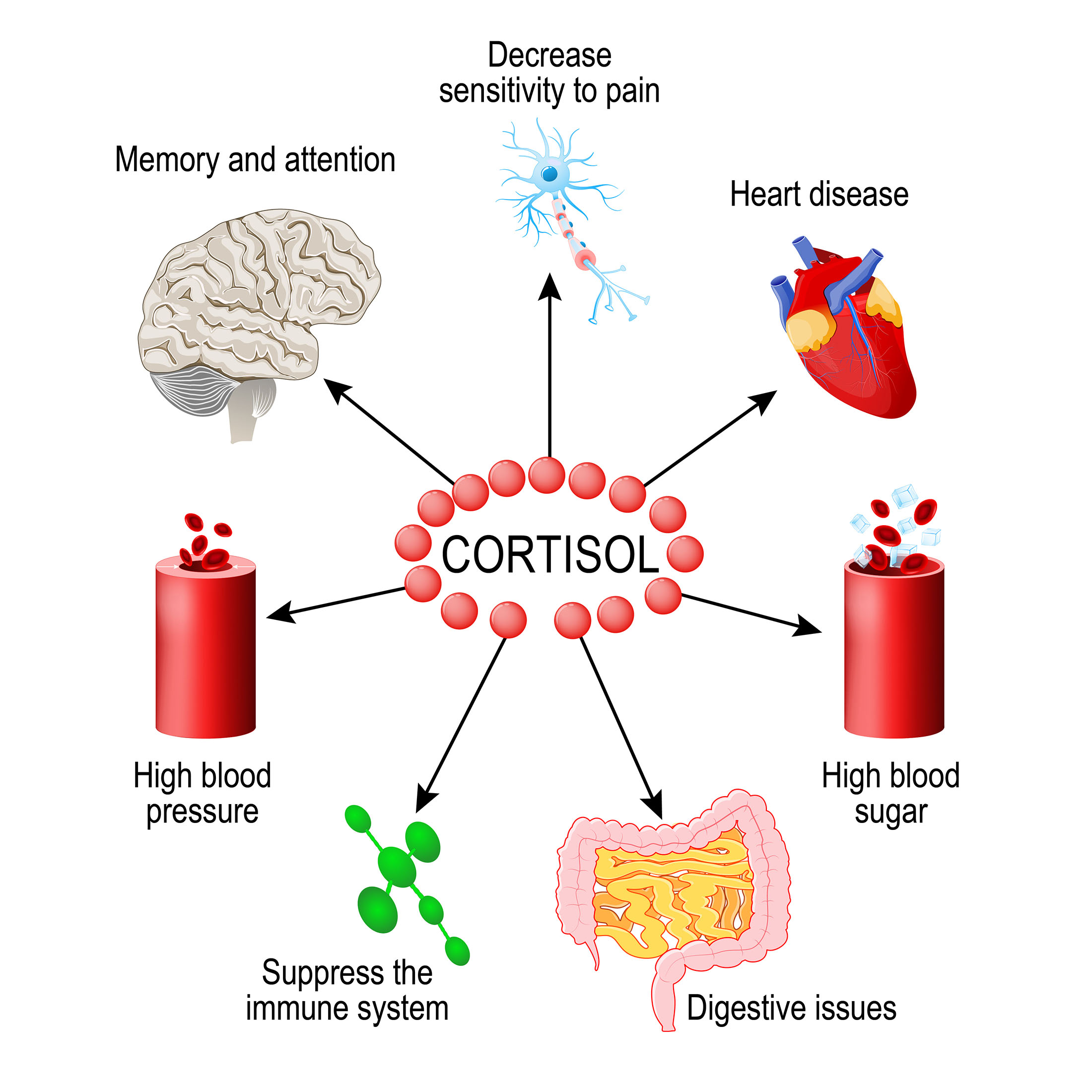 What Illnesses Are High Cortisol Levels Associated With