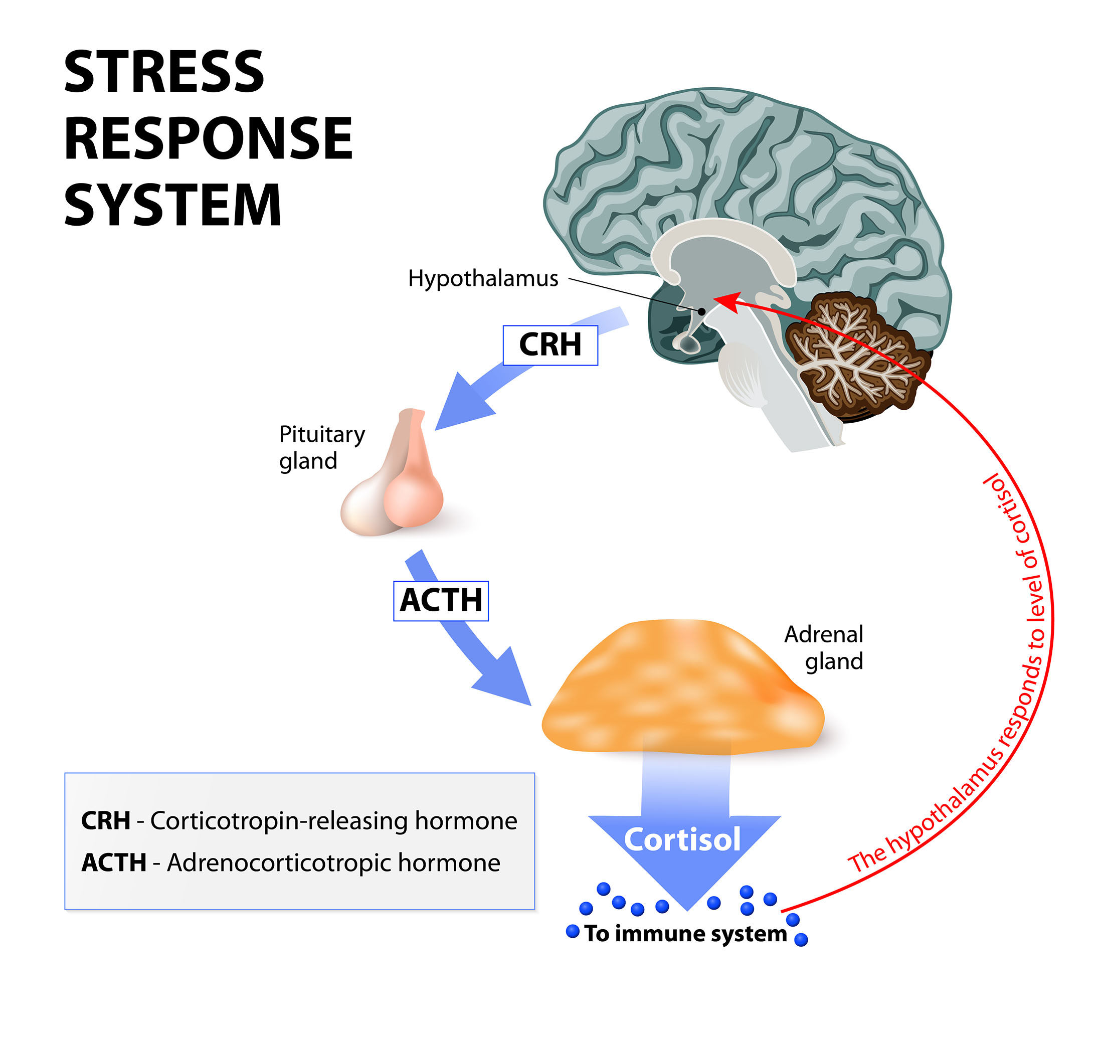 4a4 Stress & Metabolism