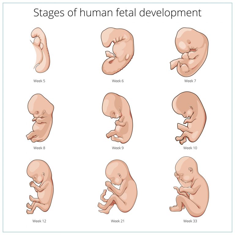 7b2 Pregnancy And Infancy Humanbio 