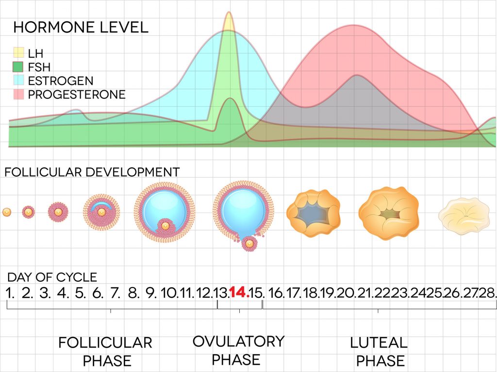7b3 Puberty HumanBio