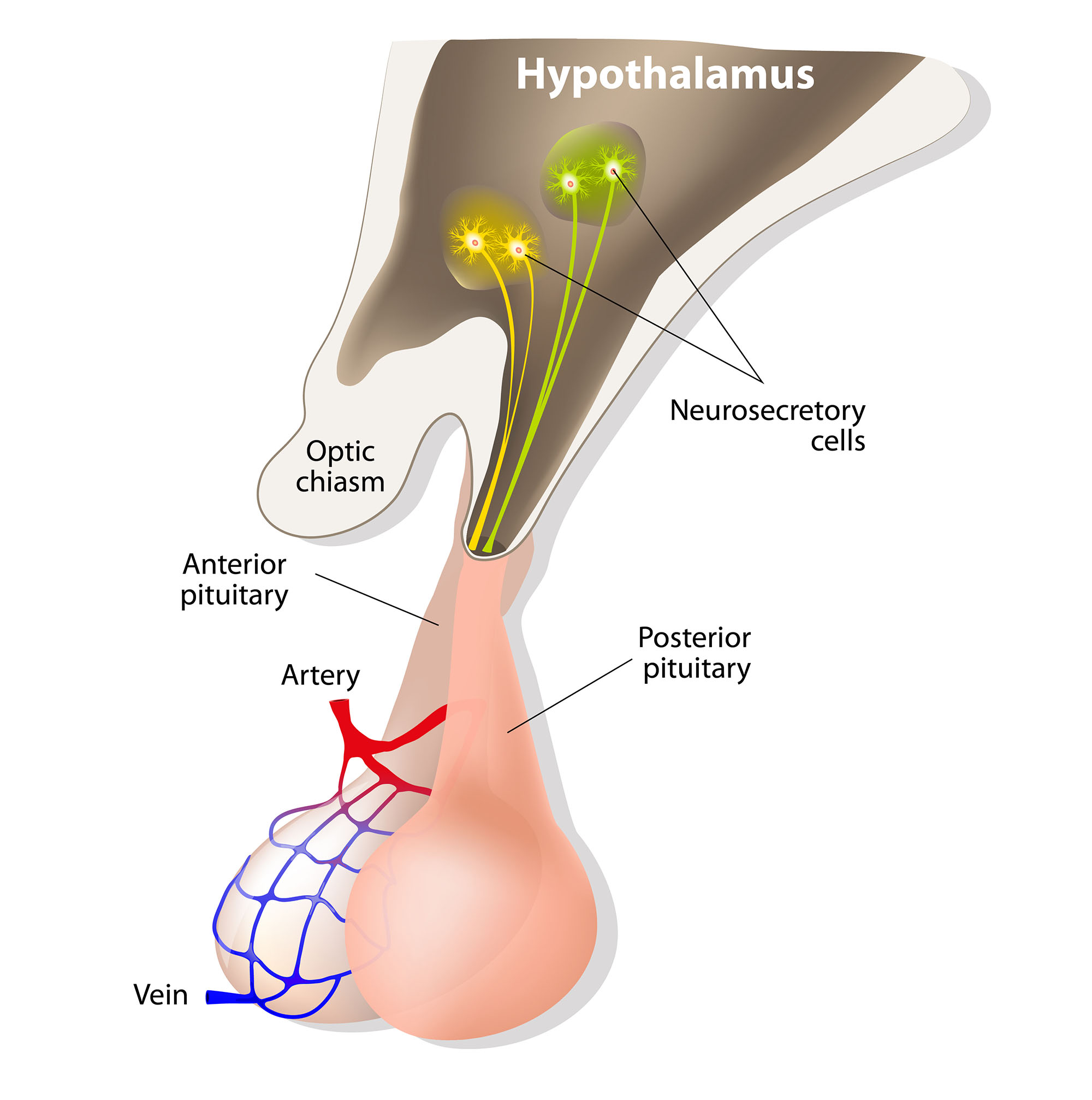 4a3 Endocrine System