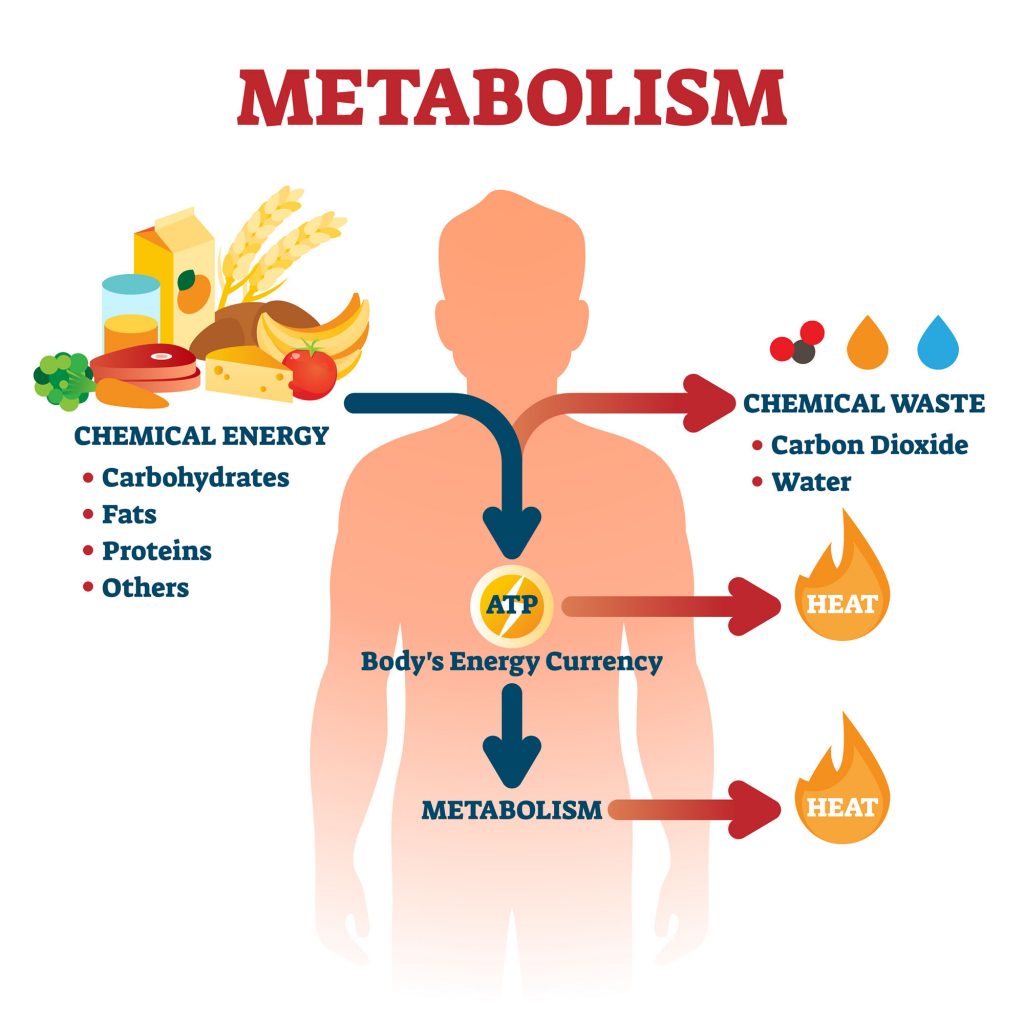 What Does A High Metabolism Mean