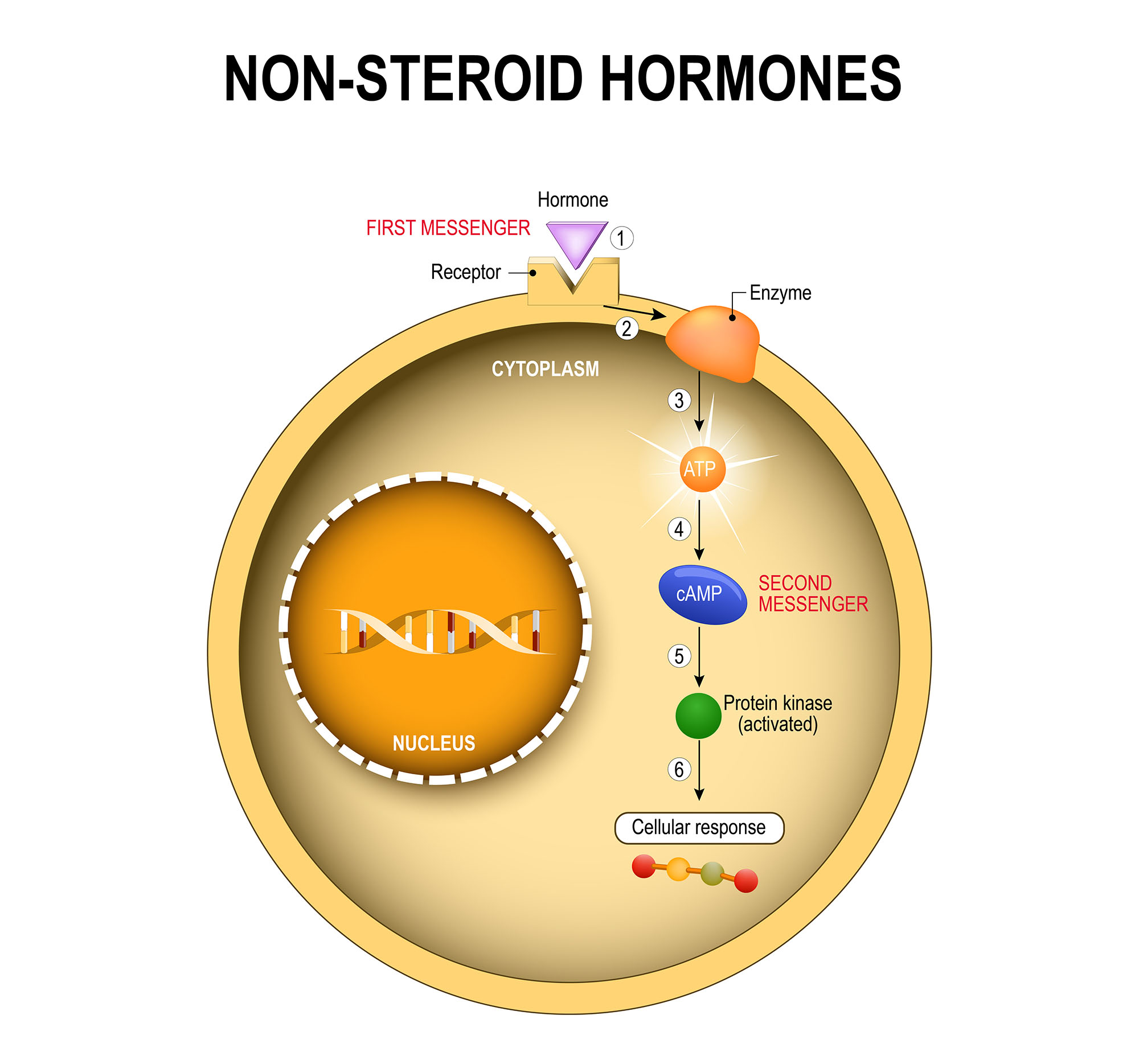 4a3 Endocrine System