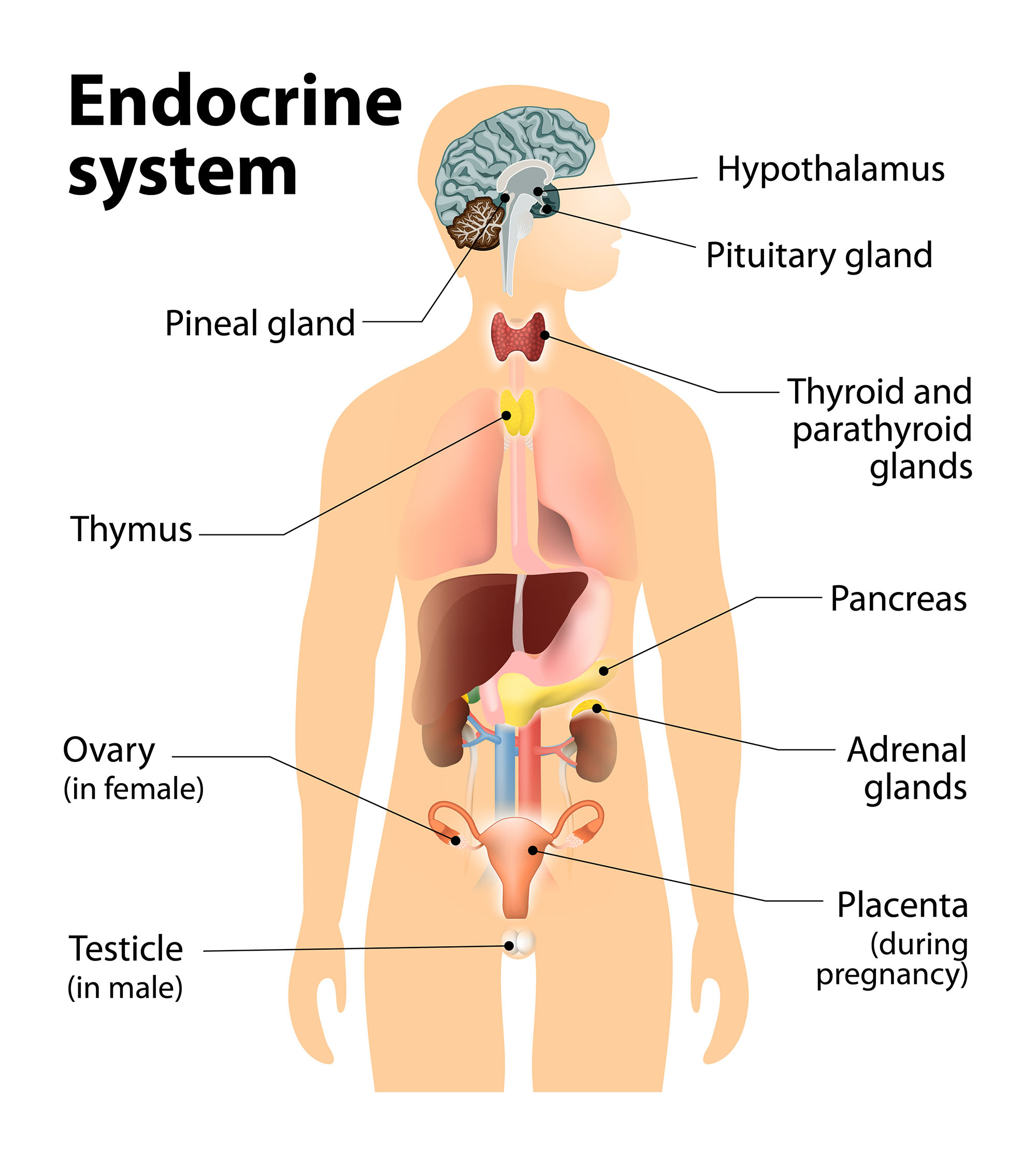4a3 Endocrine System