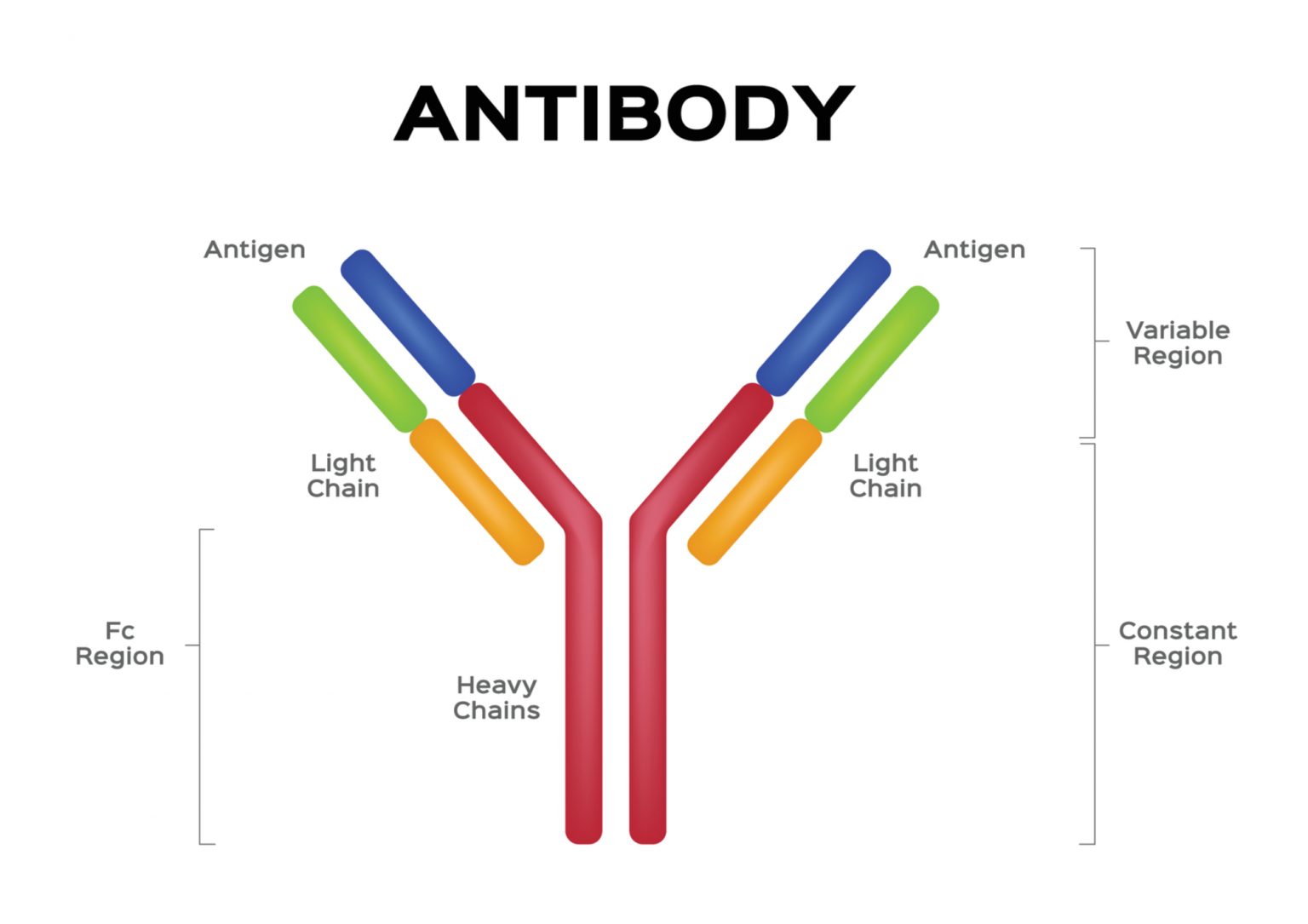 9a4-antibody-mediated-humanbio