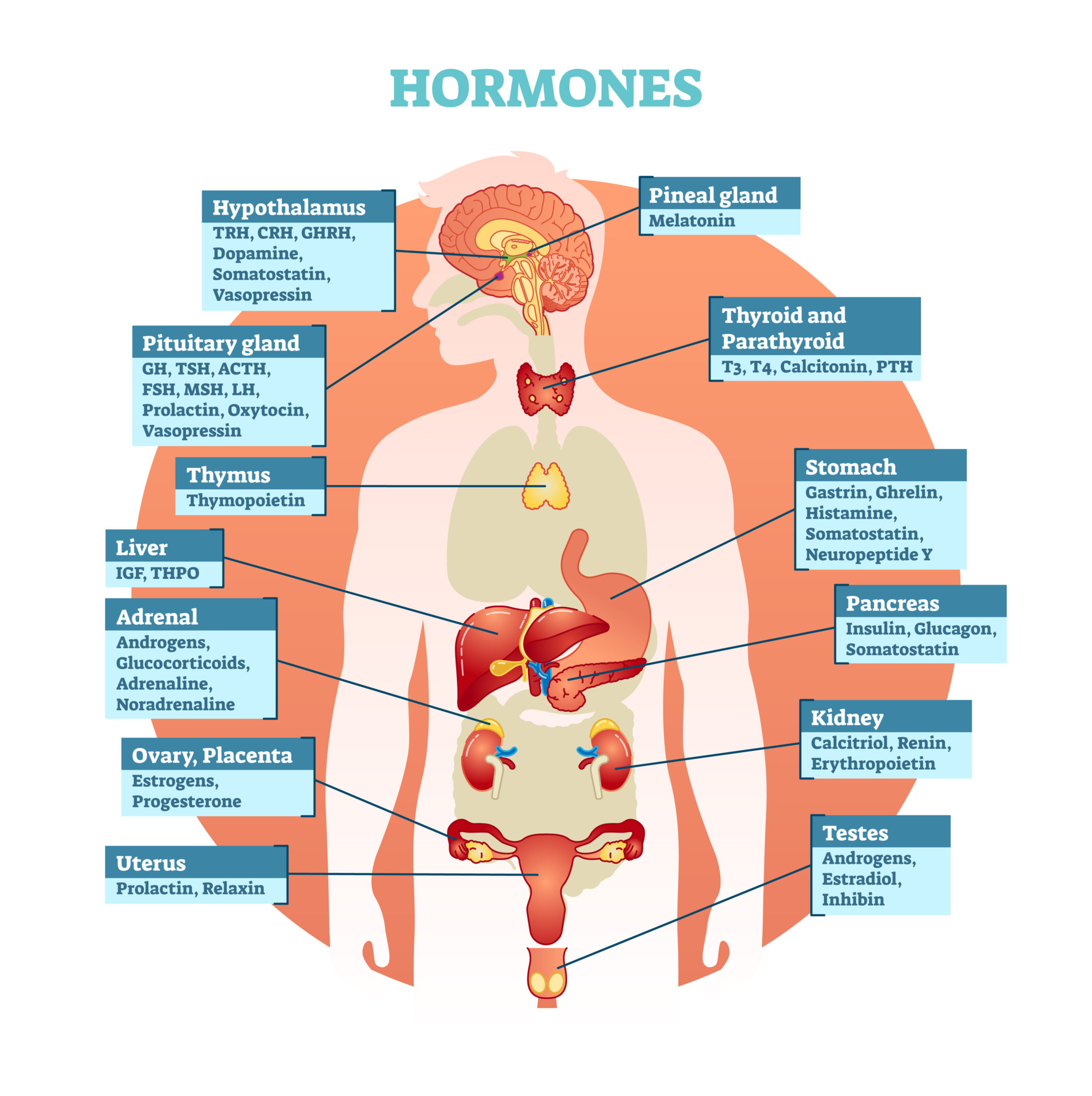 adrenal glands secrete what hormones