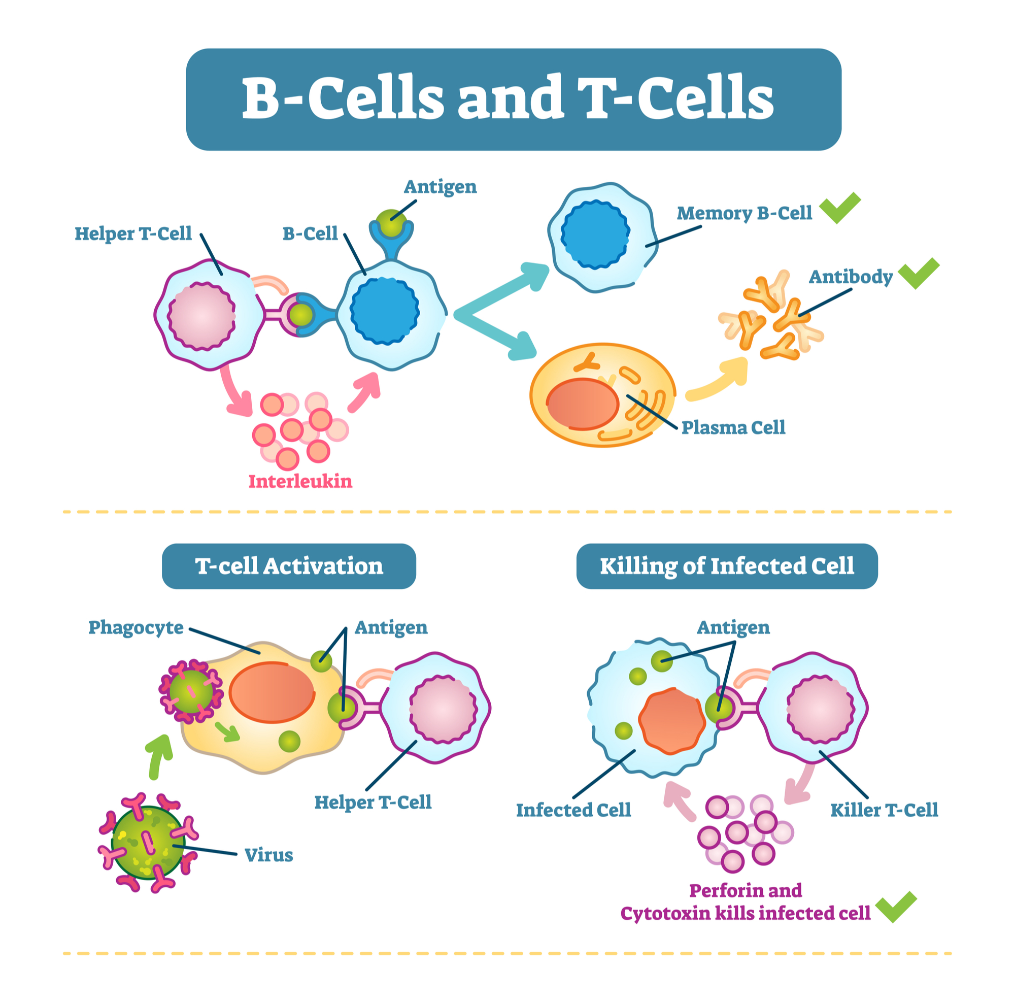 B Cells Turn Into Antibodies At Grace Marsh Blog