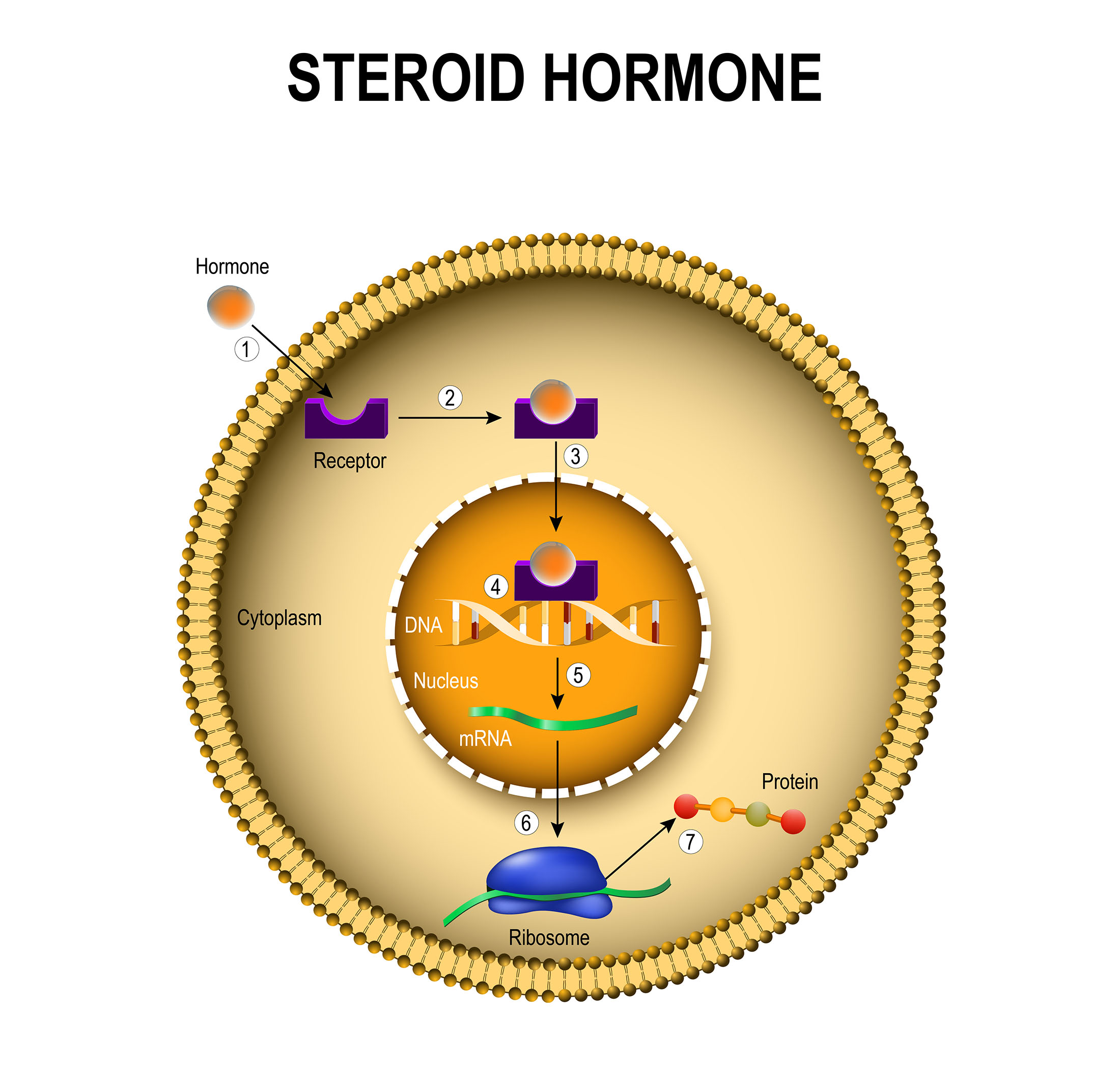 4a3 Endocrine System