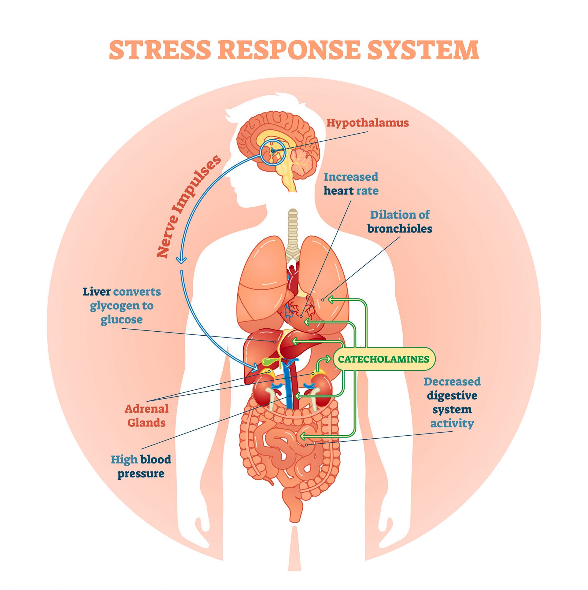 7a3-stress-humanbio