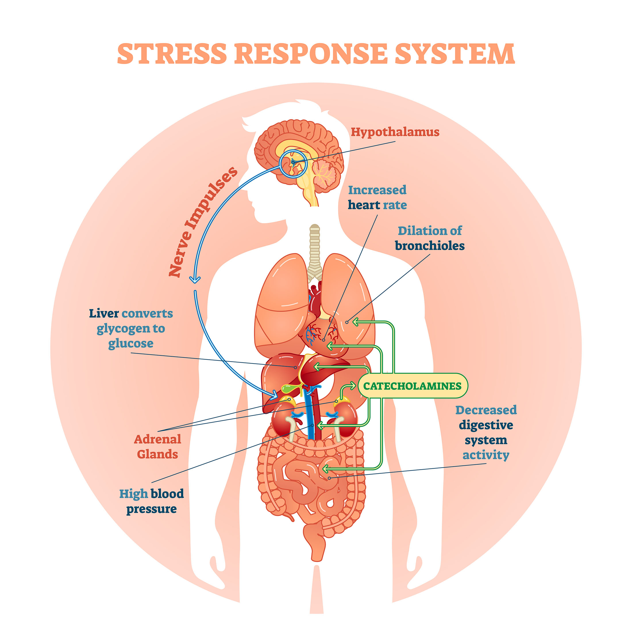 fibromyalgia-and-stress-center-for-musculoskeletal-pain-research