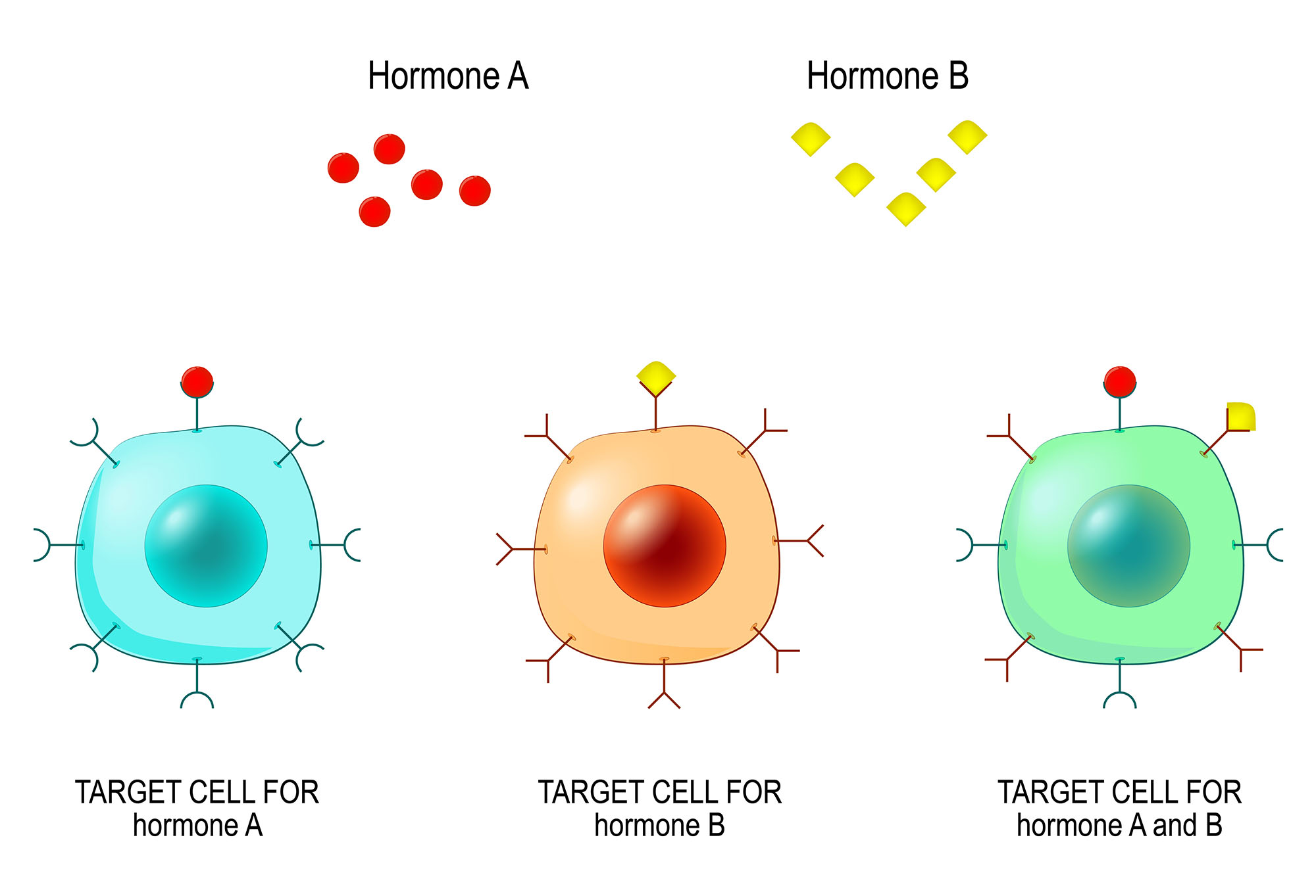 7a2-hormones-humanbio