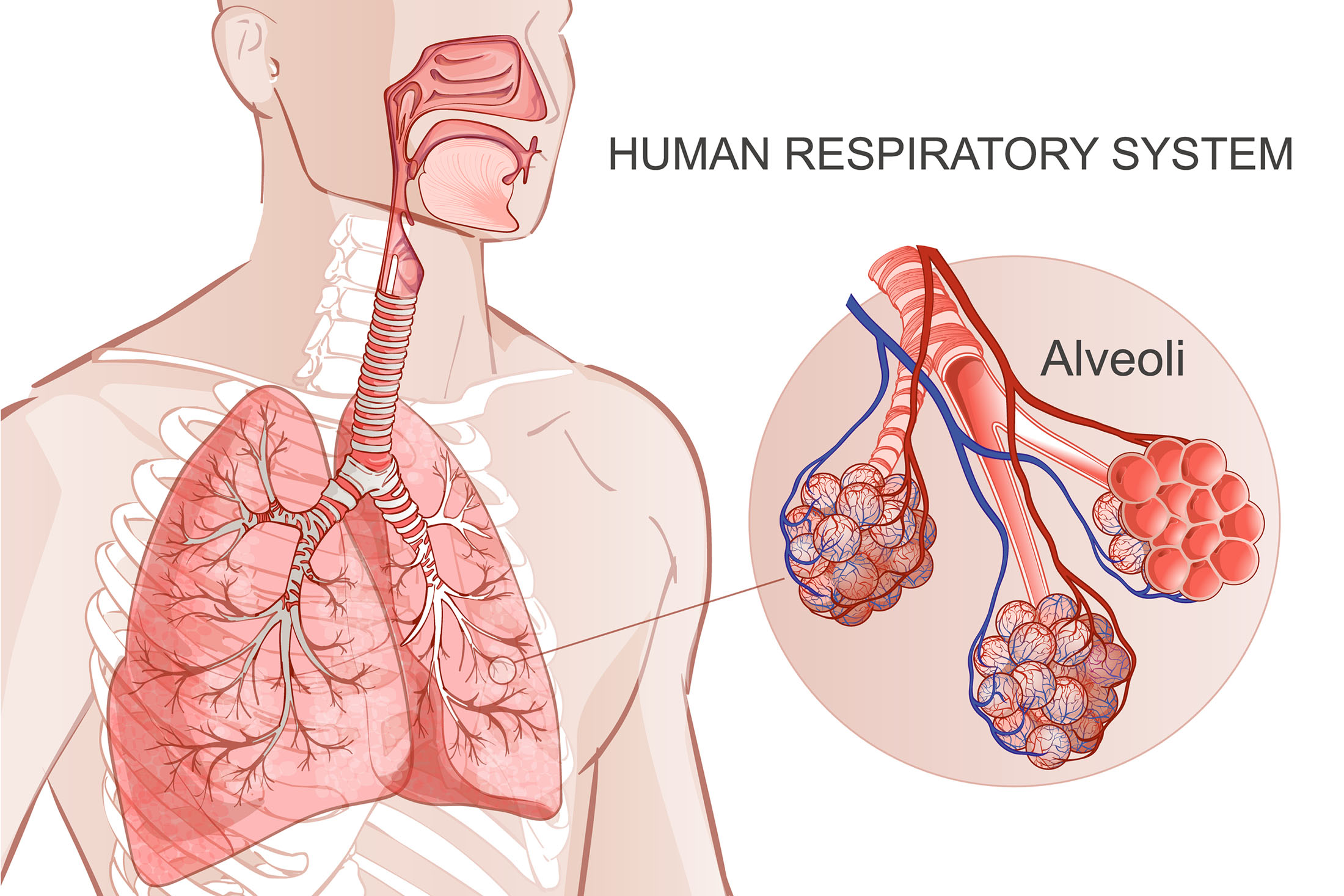 Дыхательная система альвеолы