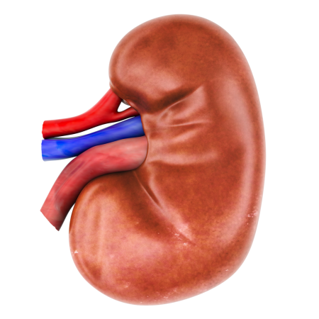 kidney transparent
