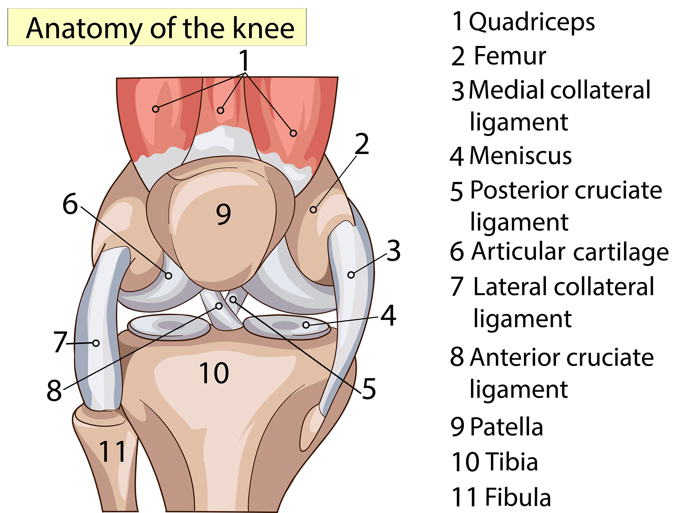 knee anatomy