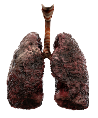 lungs transparent b