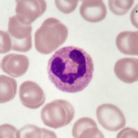 This cell is one of the three granulocytes, along with eosinophils and basophils.  Neutrophils have vesicles that do not pick up much stain.  Their role is to eat up debris in a wound, including pathogens.