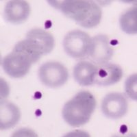 Once part of a larger cell in the bone marrow, each platelet has the potential to form part of a fibrin clot.