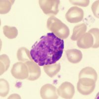 A type of granulocyte with blue-staining vesicles.  The chemicals in these vesicles can activate a large inflammation response against parasites.