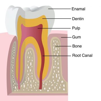 tooth labeled