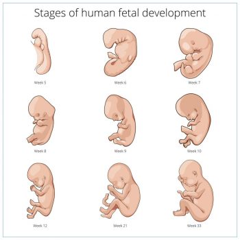 fetal develop