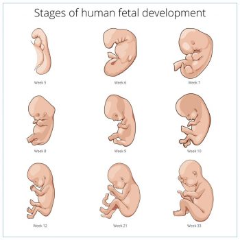 7b2 Pregnancy & Infancy – HumanBio