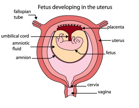 fetus uterus