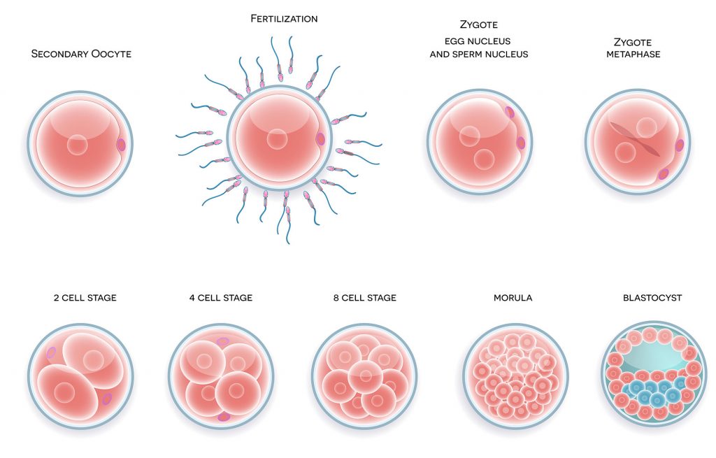 7b2 Pregnancy & Infancy – HumanBio