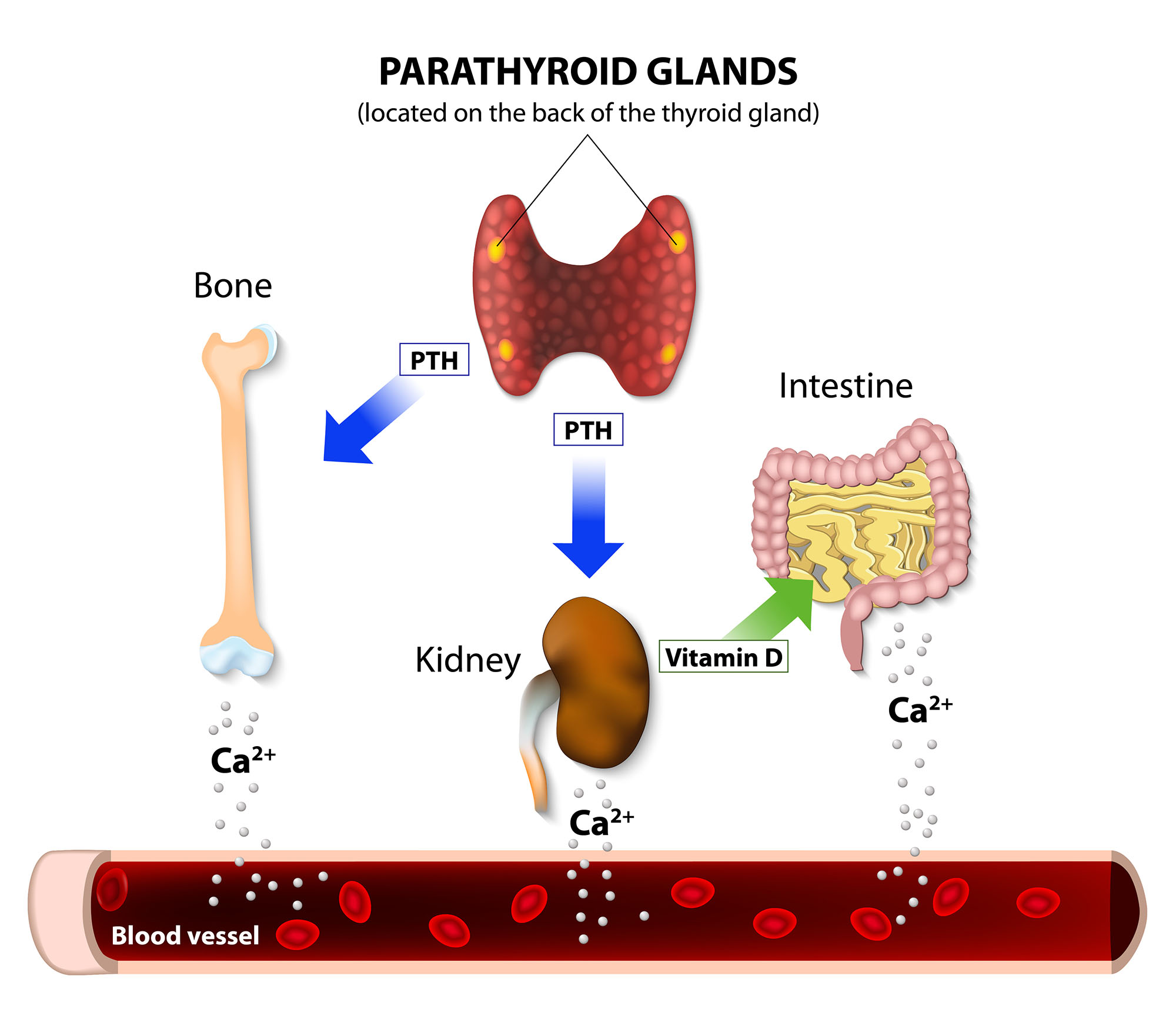 parathyroids