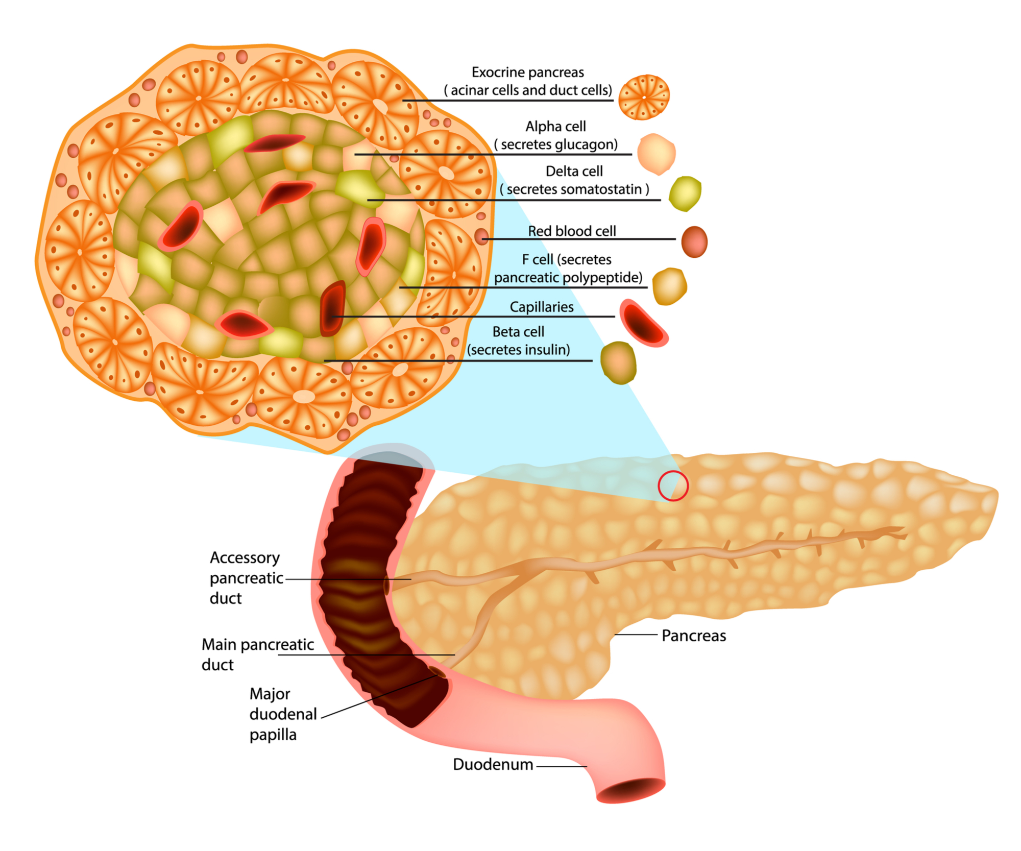 Эпителий печени и поджелудочной железы. Альфа и бета клетки поджелудочной железы. Альфа клетки поджелудочной. Дельта клетки поджелудочной железы. Клетки поджелудочной железы в желудке.