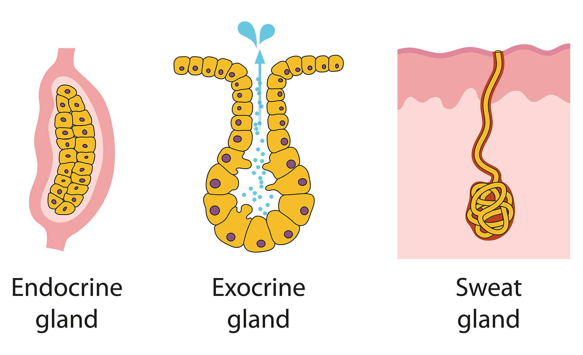 endocrine glands hormones