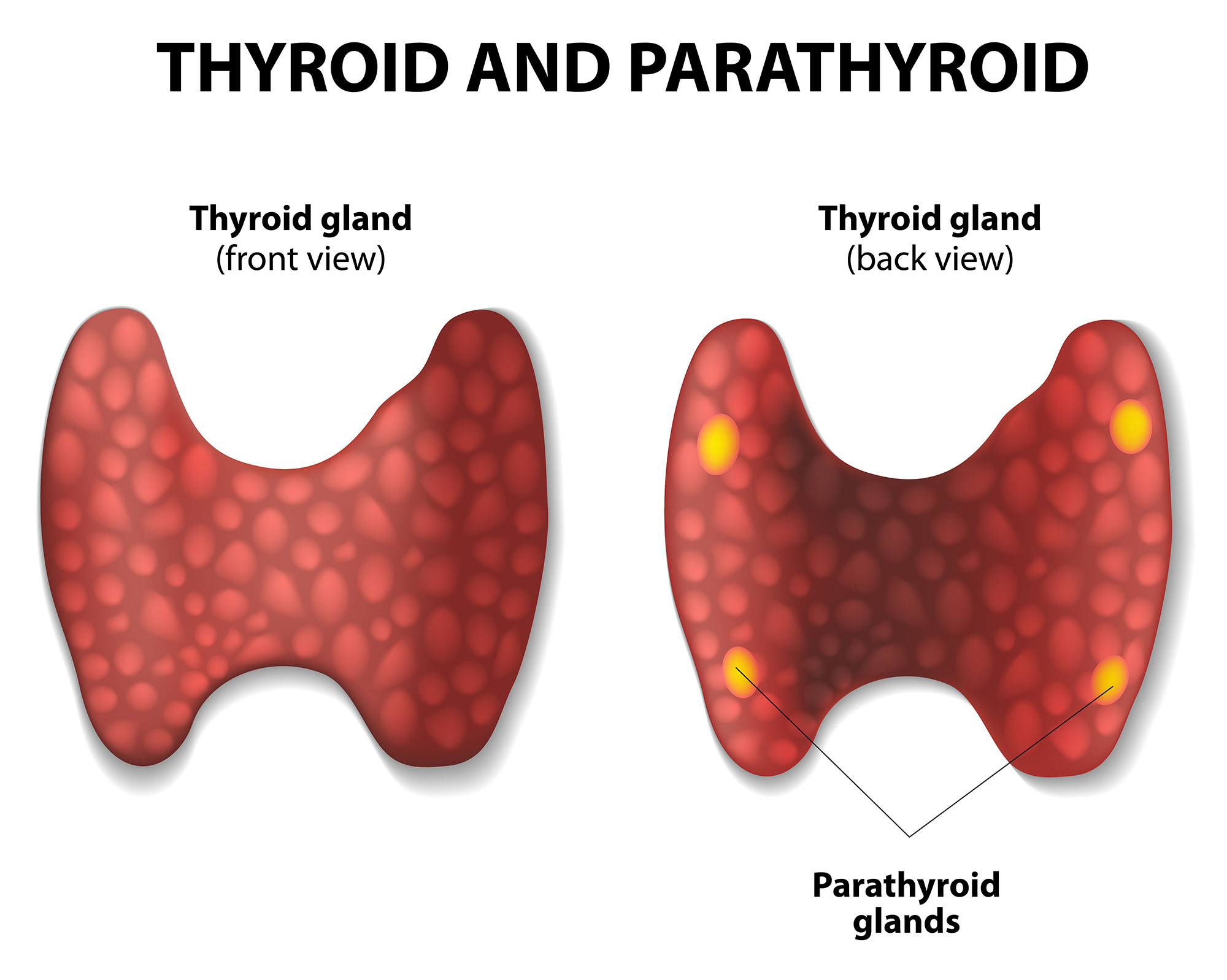 thyroid and parathyroid