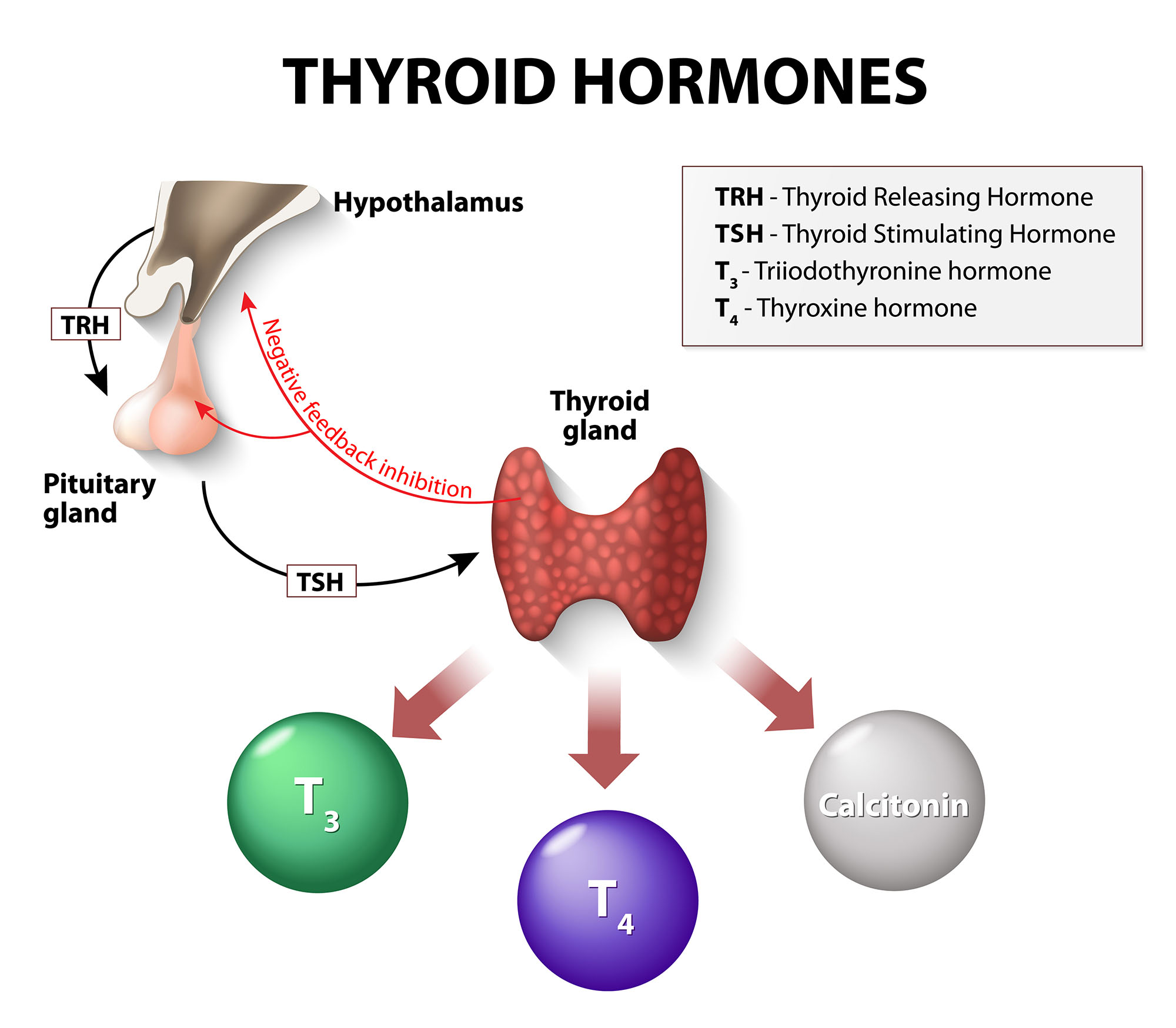 thyroid hormones use