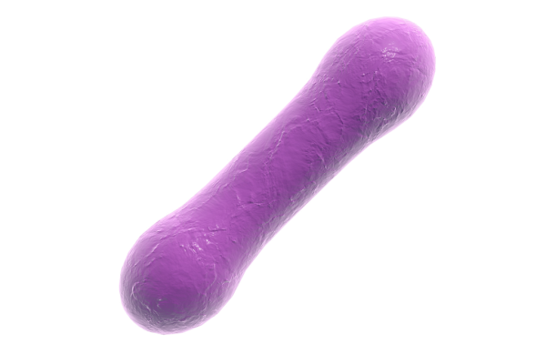 trans bacteria
