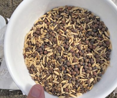 May 15 forage seeds