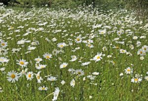 May 18 daisies