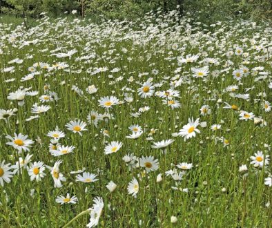 May 18 daisies